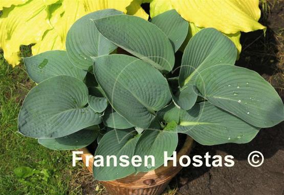 Hosta Buckshaw Blue